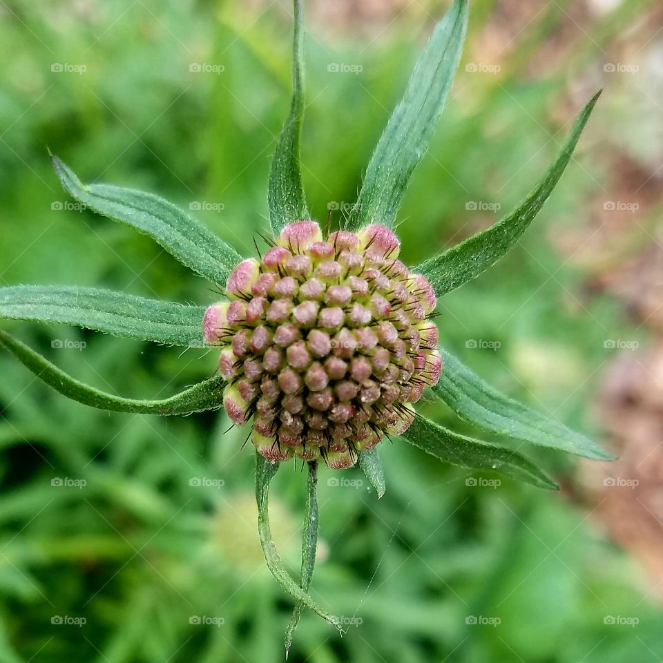 Waiting to Bloom