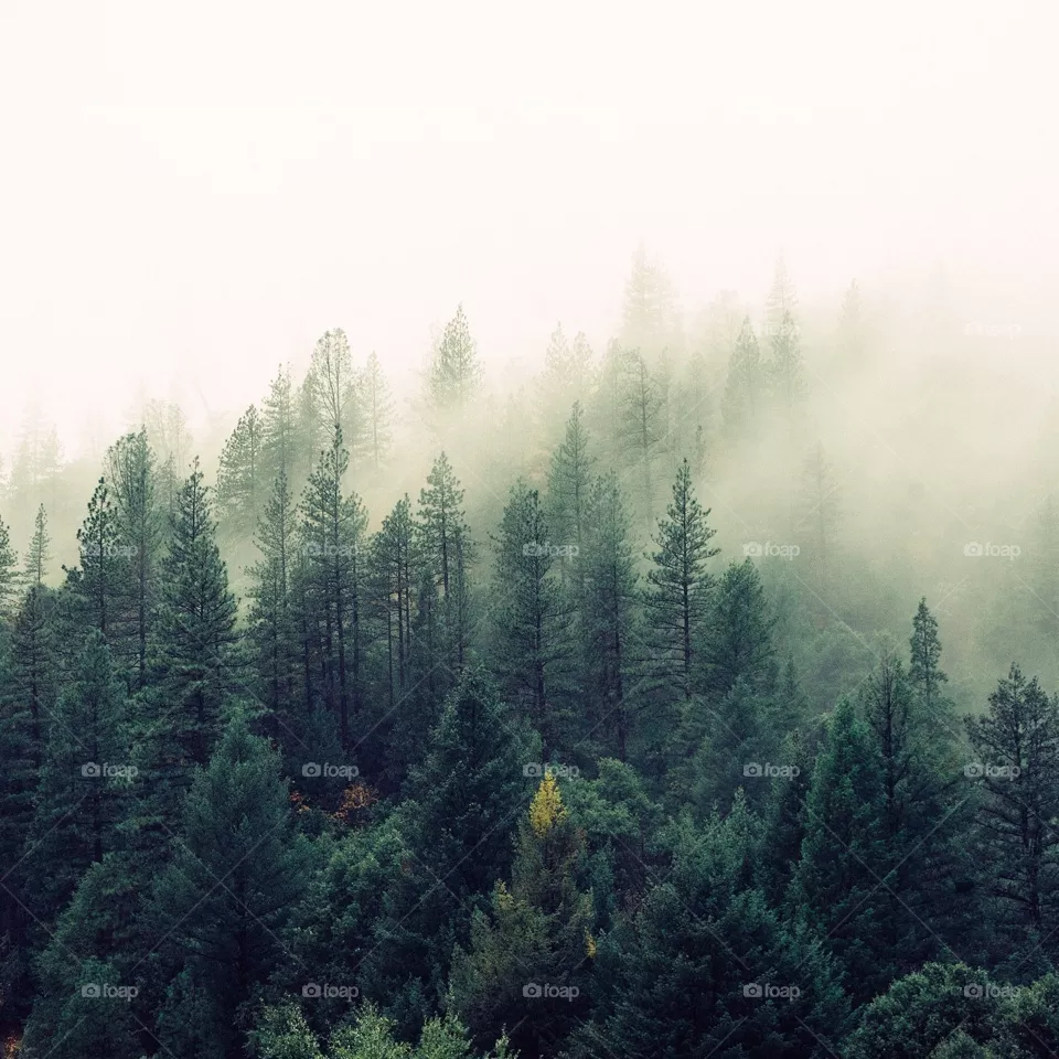 Watch the best exclusive royalty-free photo taken | by Abdul Rahman Exclusive picture of the beauty of nature, buy now the best exclusive picture 2021