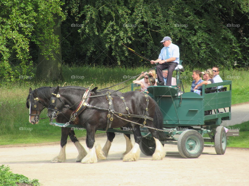 Horse and cart