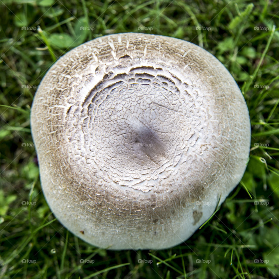 Mushroom