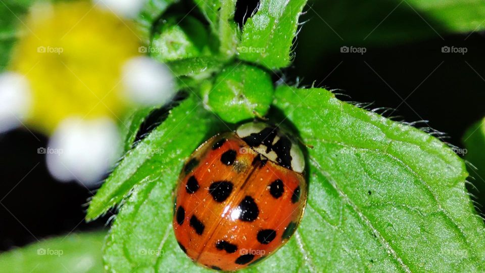 Lady bug on leaf