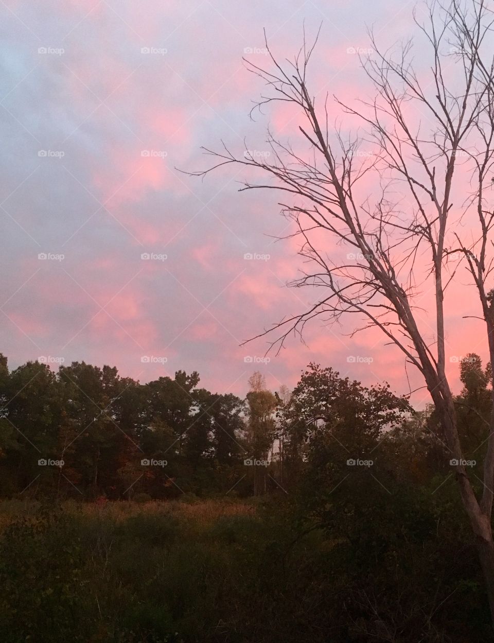 Pink sky over the woods