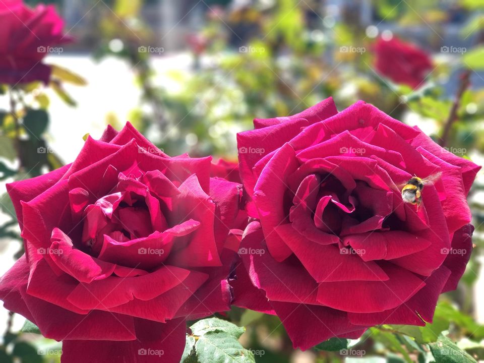 Roses#flower#leaves#nature#spring