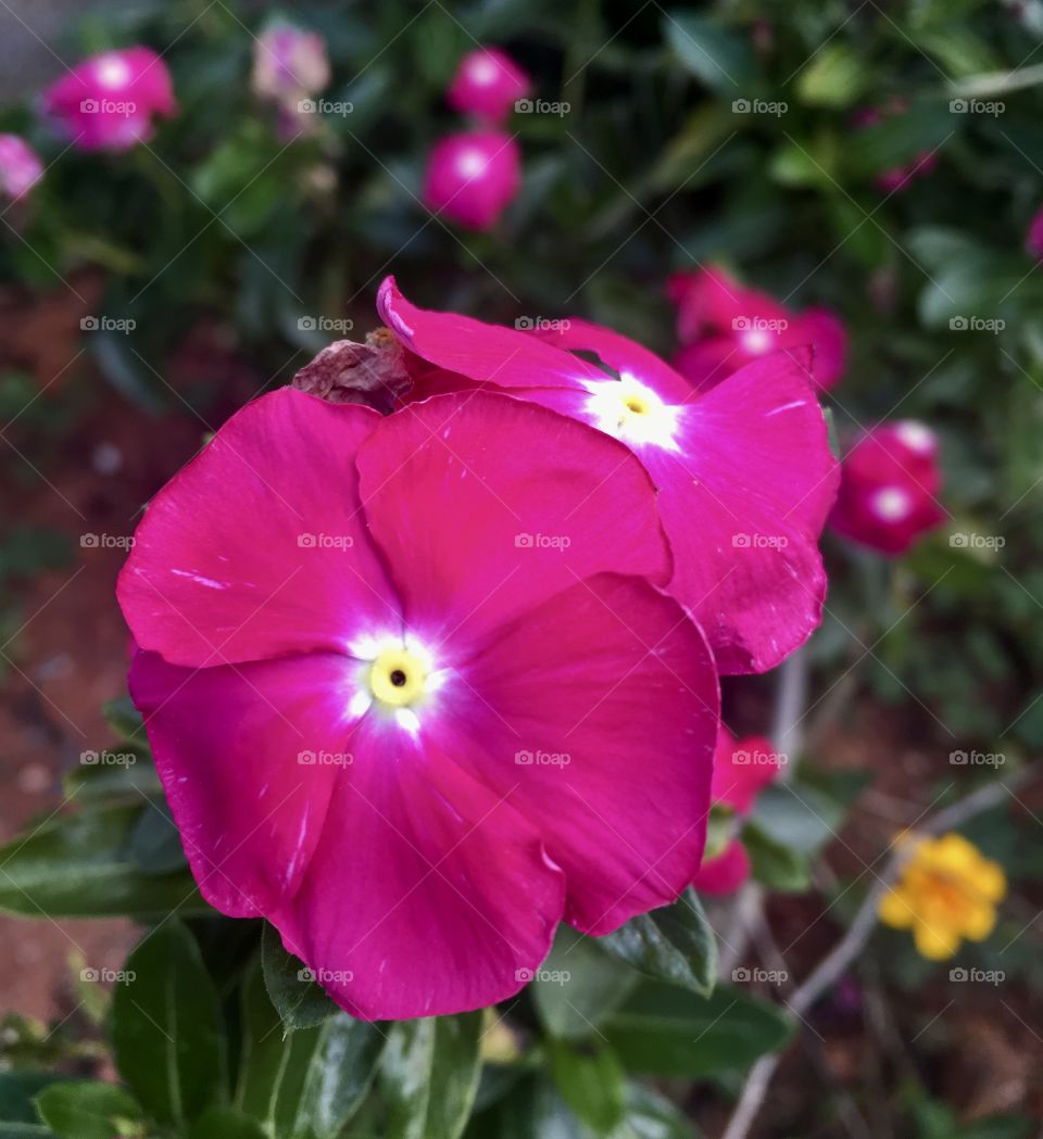 🌹 🇺🇸 Very beautiful flowers to brighten our day.  Live nature and its beauty. Did you like the delicate petals? / 🇧🇷 Flores muito bonitas para alegrar nosso dia. Viva a natureza e sua beleza. Gostaram das pétalas delicadas? 