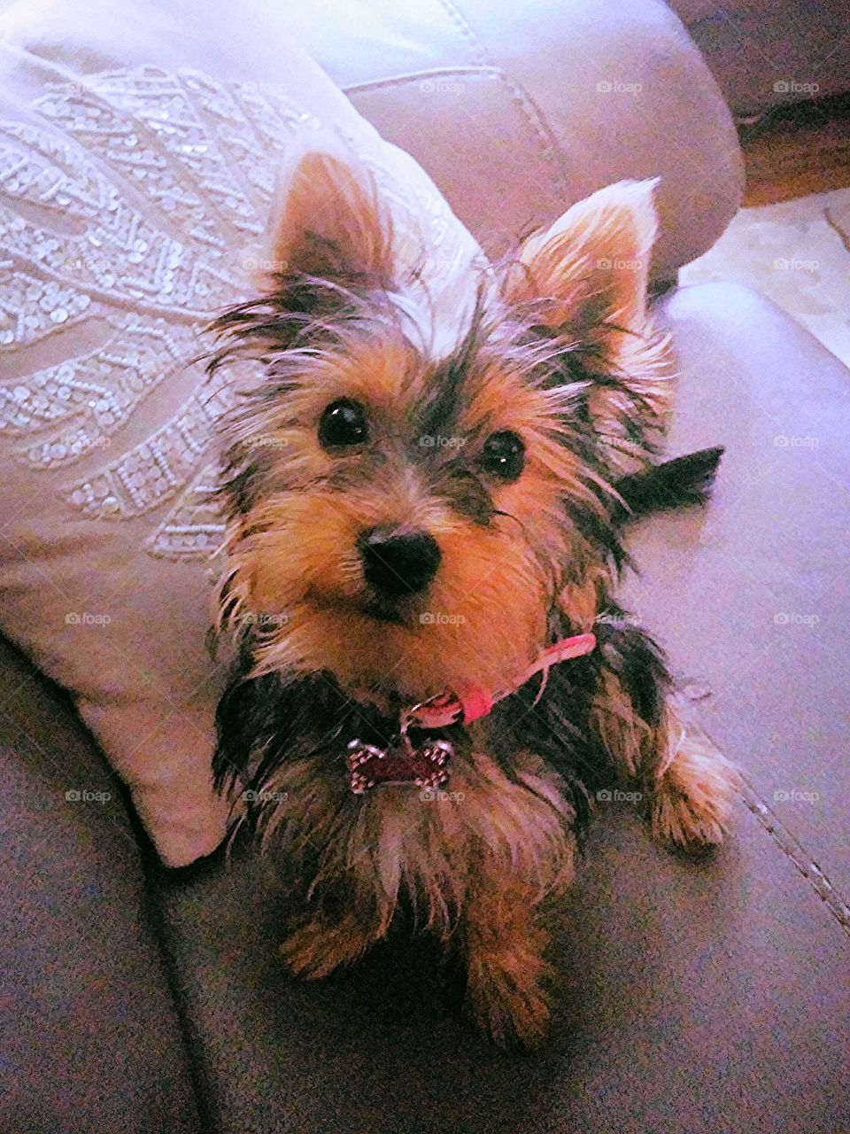 Cute Yorkie puppy sitting on the couch. She is focused on the camera and giving a subtle smirk.