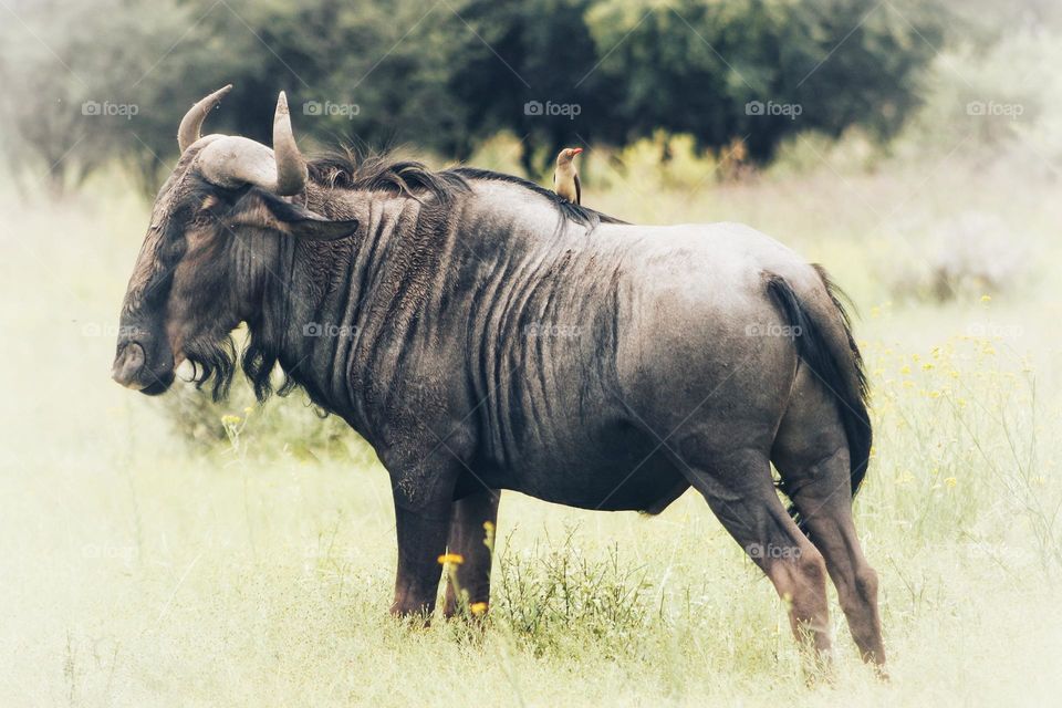 Blue wildebeest