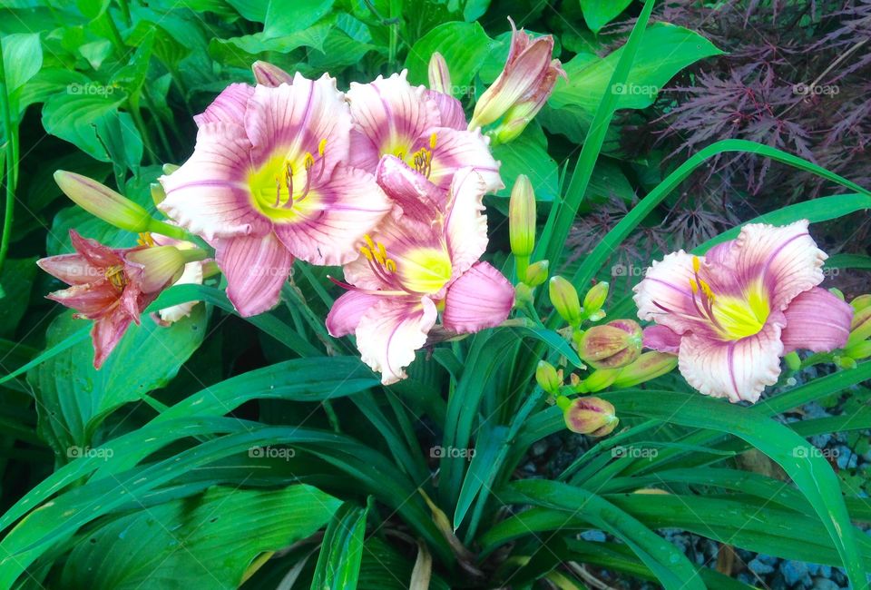 Day lilies in a flowerbed 