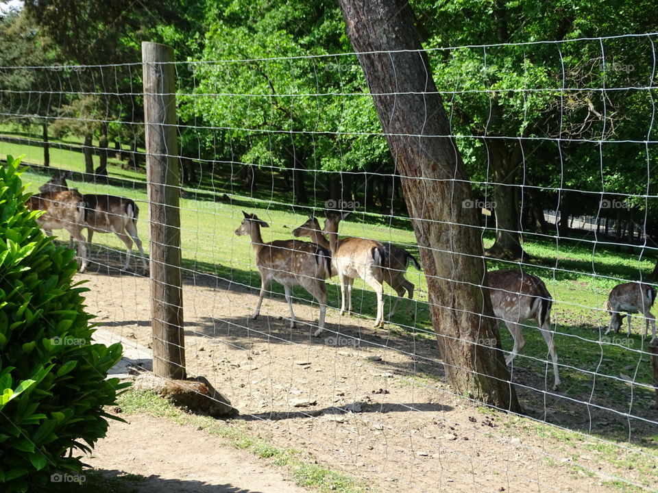 Deers