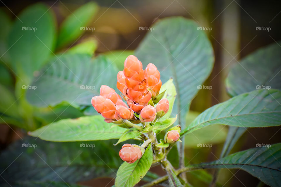 Beautiful, tender salmon-colored buds ready to open