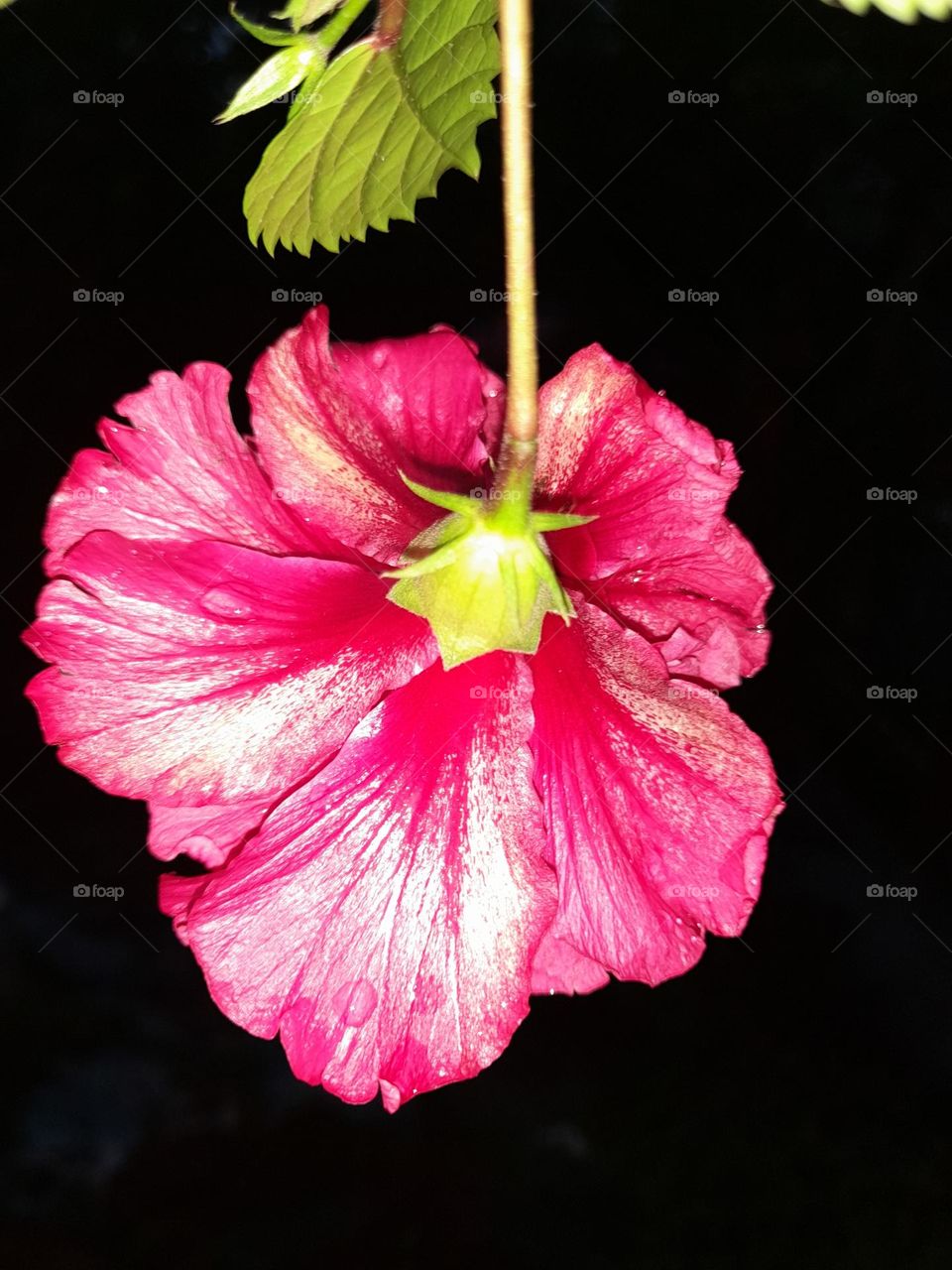 Hibiscus syriacus is a species of flowering plant in the mallow family, Malvaceae.