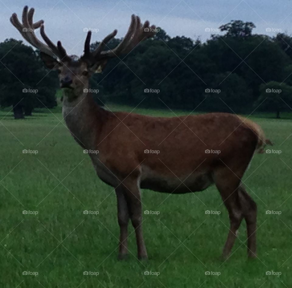 Red deer