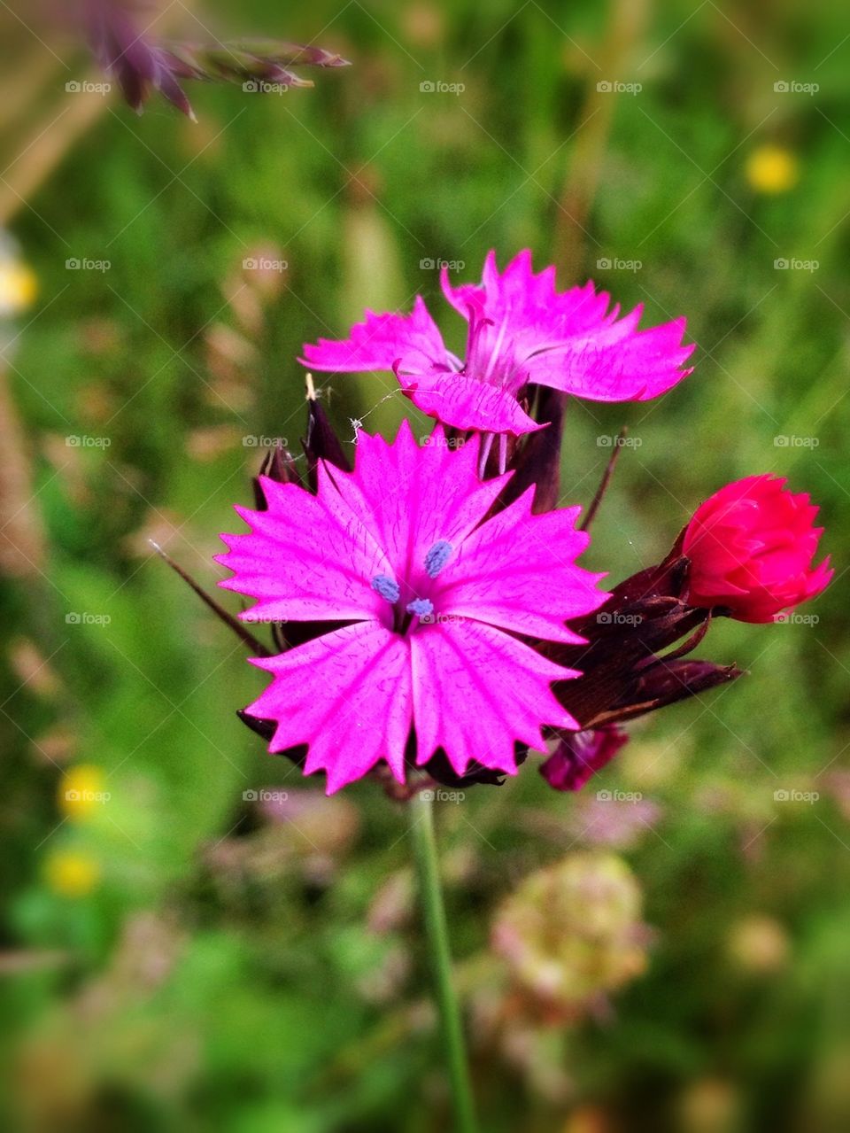 pink flower