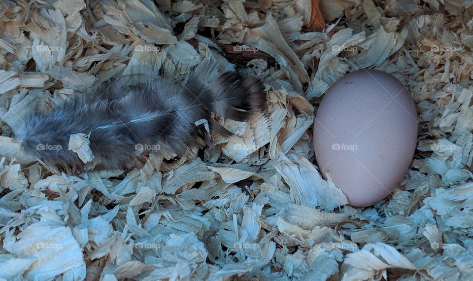 feather and egg