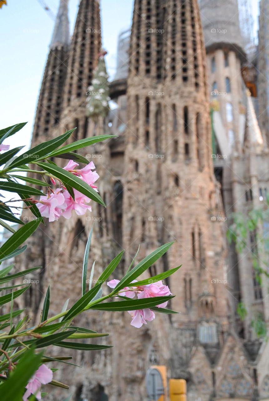 Urban Plants Barcelona