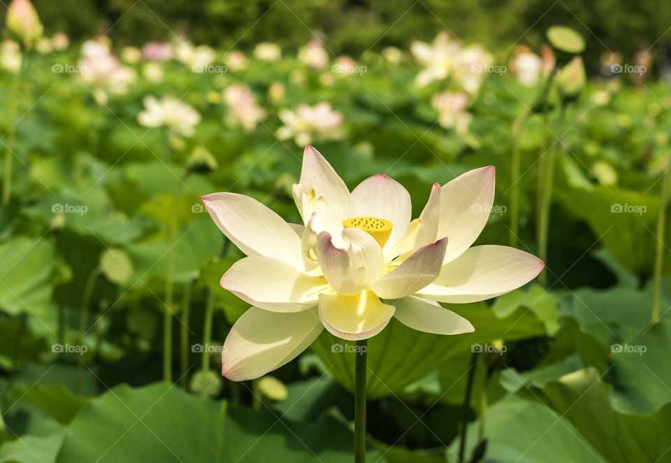 Lotus flower