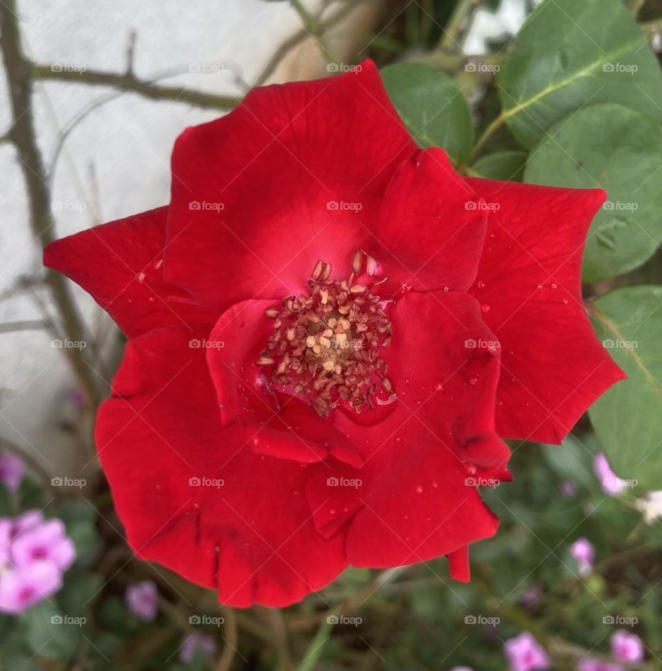 🌹 🇺🇸 Very beautiful flowers to brighten our day.  Live nature and its beauty. Did you like the delicate petals? / 🇧🇷 Flores muito bonitas para alegrar nosso dia. Viva a natureza e sua beleza. Gostaram das pétalas delicadas? 