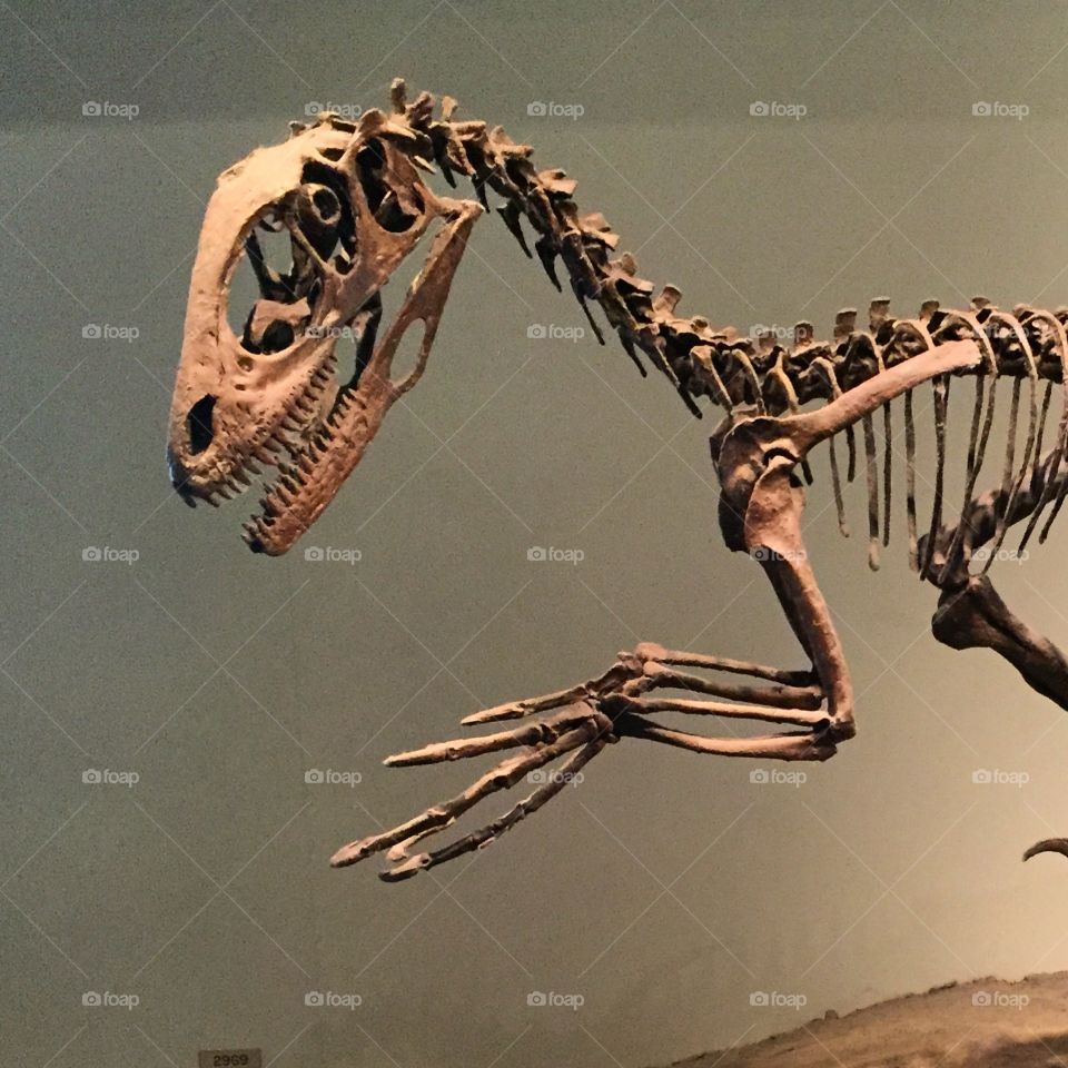 Dinosaur Skeleton 