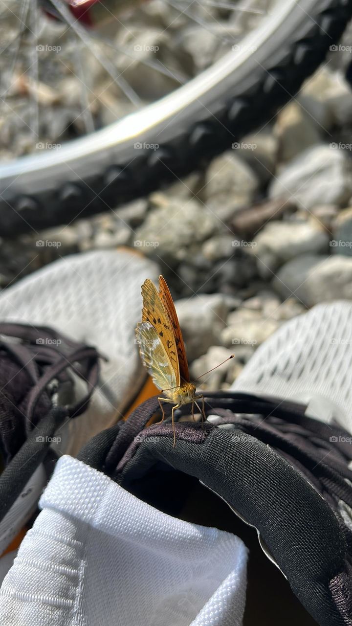 Butterfly resting on a sneaker with a bicycle in the background