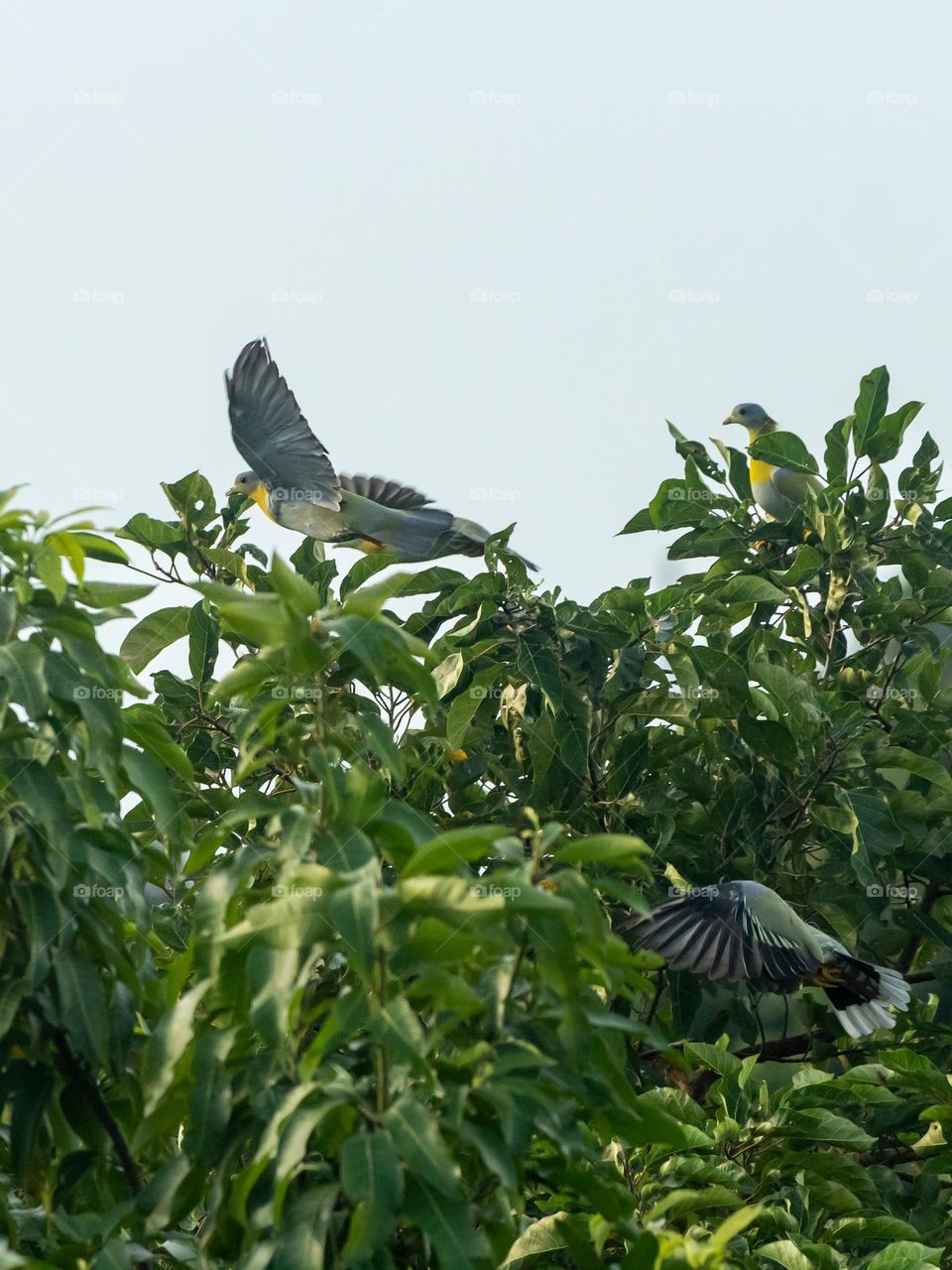 Beautiful yellow footed green pigeon