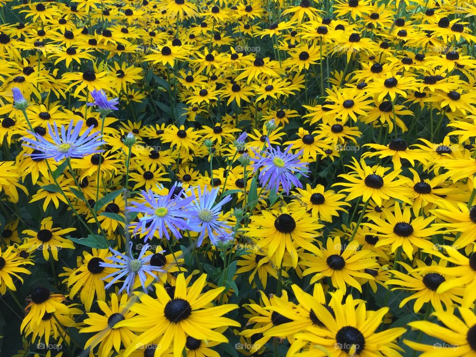 The colors of nature