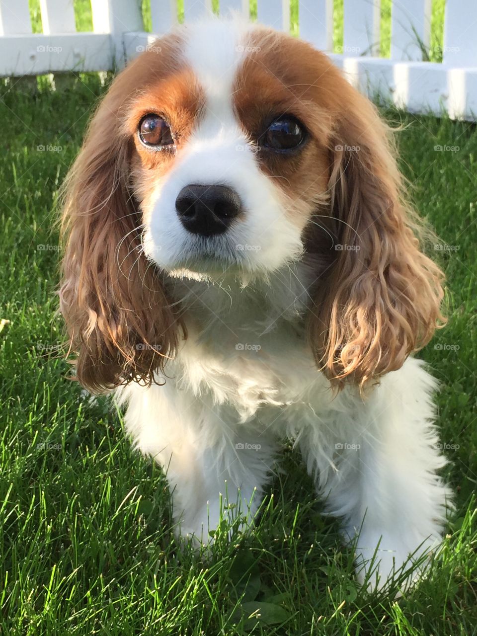 Blenheim Cavalier King Charles Spaniel 