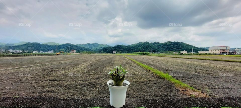 朋友送的盆栽我把它放在圍牆上