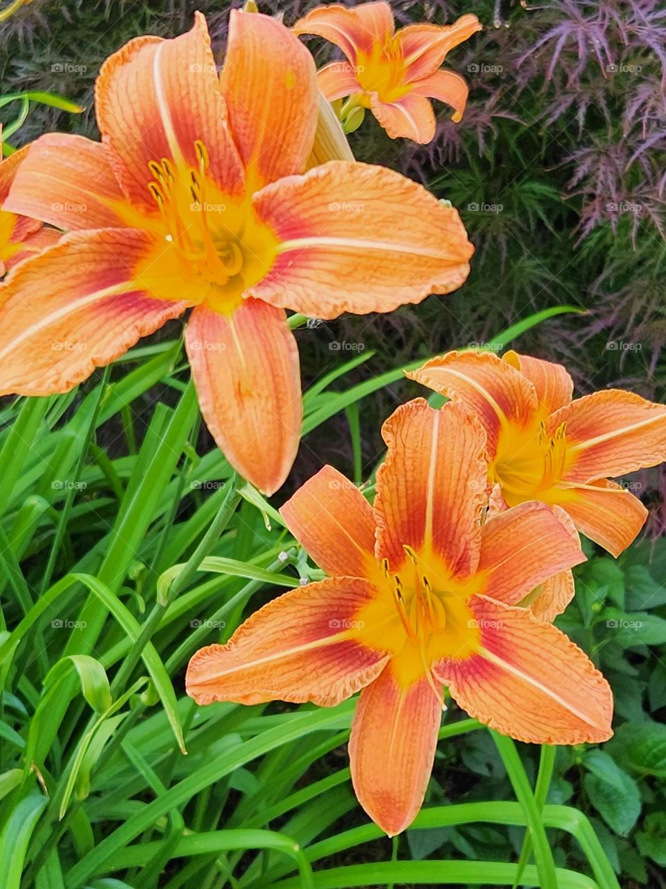 close up of bright bold orange Day Lily flower blossoms and green grass in Oregon