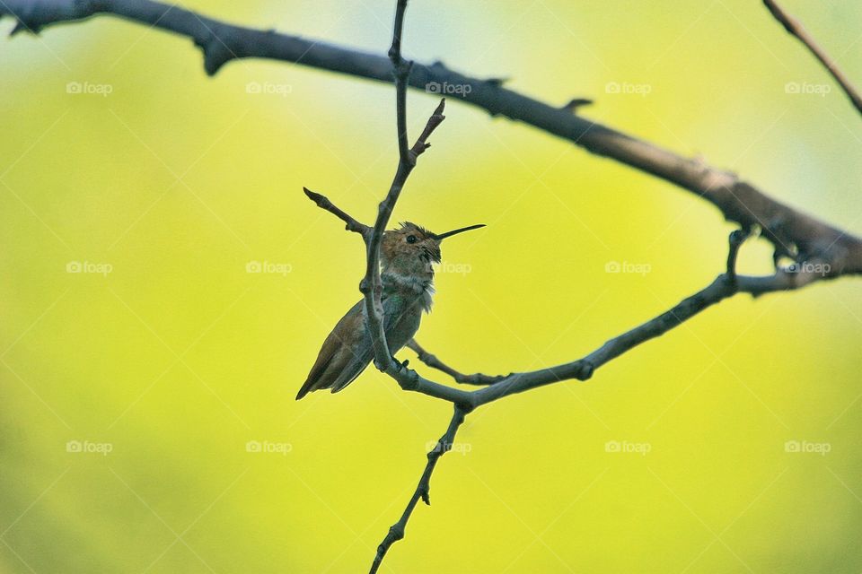 A little Allen Hummingbird