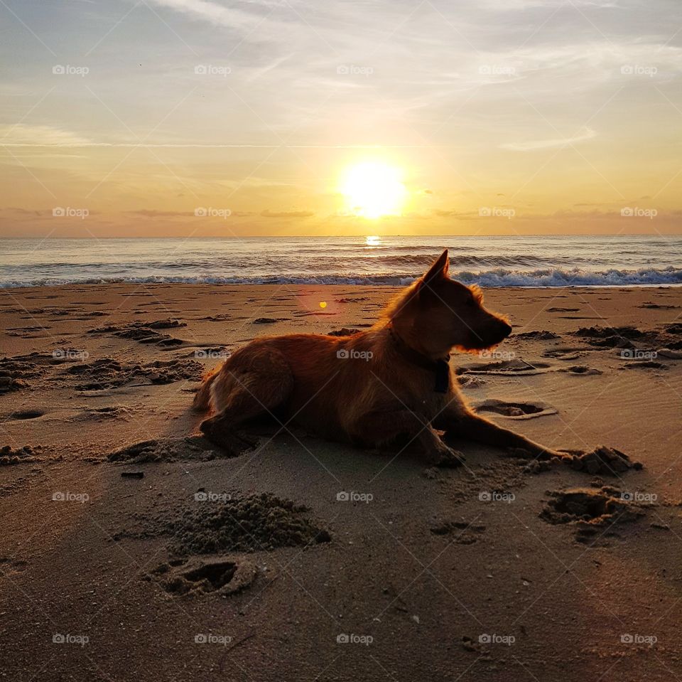 Dog sitting on the beach