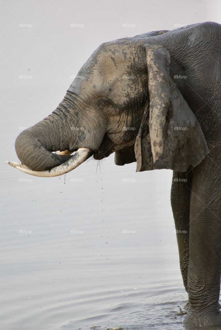 An elephant drinking water 