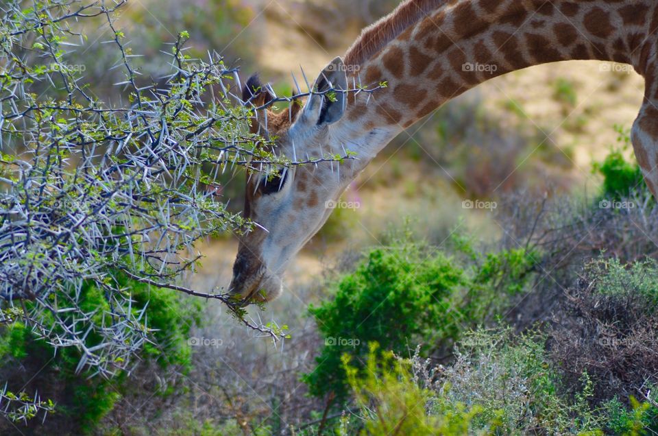 Giraffe eating leaf on spine tree