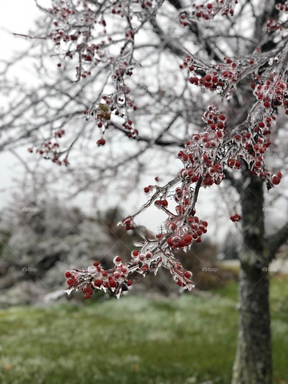 Icing rain and frozen tree with red berries 