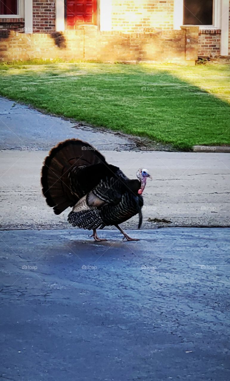Wild Turkey