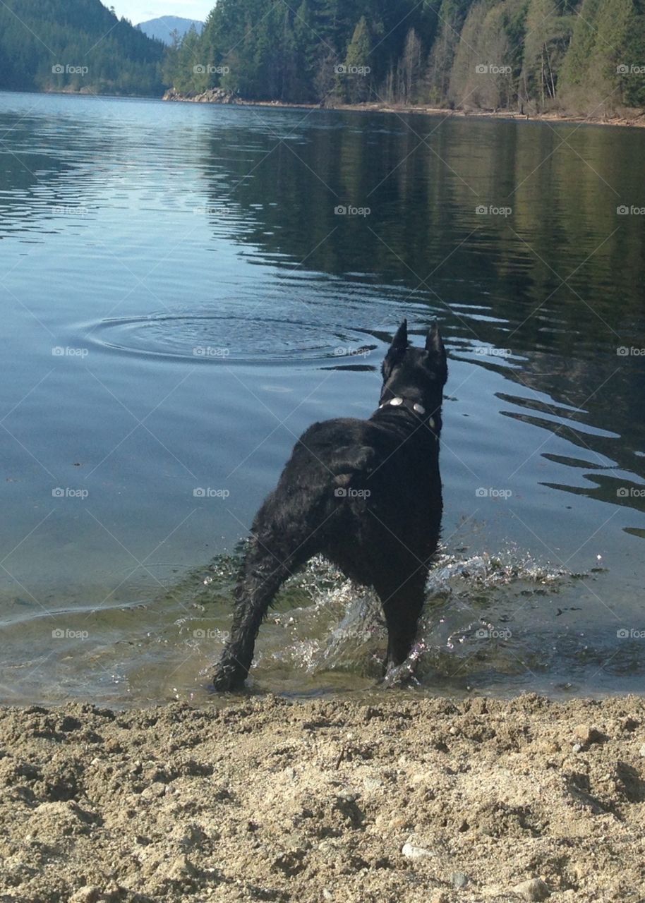 Giant schnauzer at lake. Giant schnauzer at mountain lake 