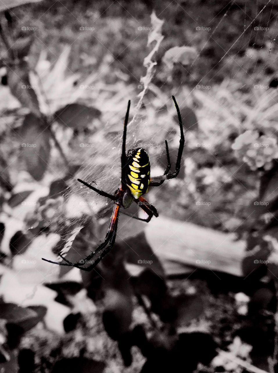 Color pop or color splash of a black and yellow garden spider or writing spider resting on her web in the flower garden