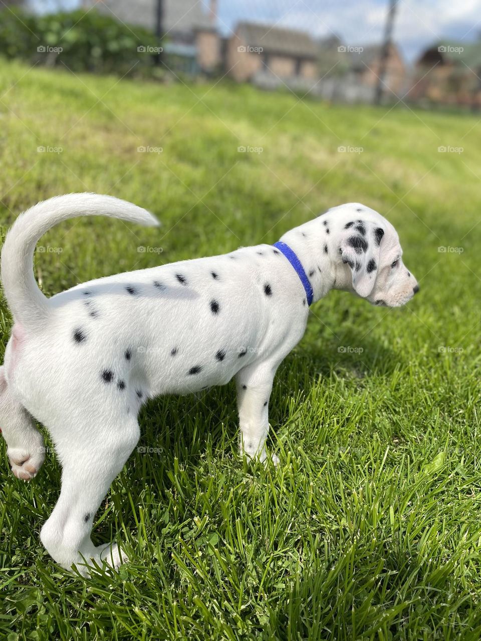 Puppy Dalmatian 
