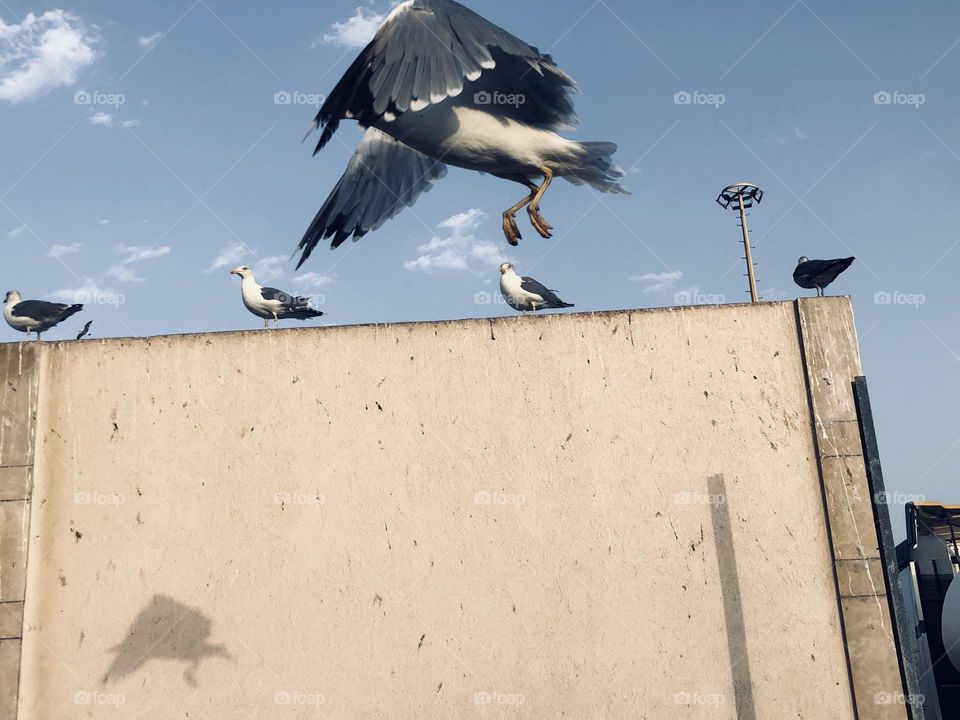 Beautiful and splendid flying of a seagull 