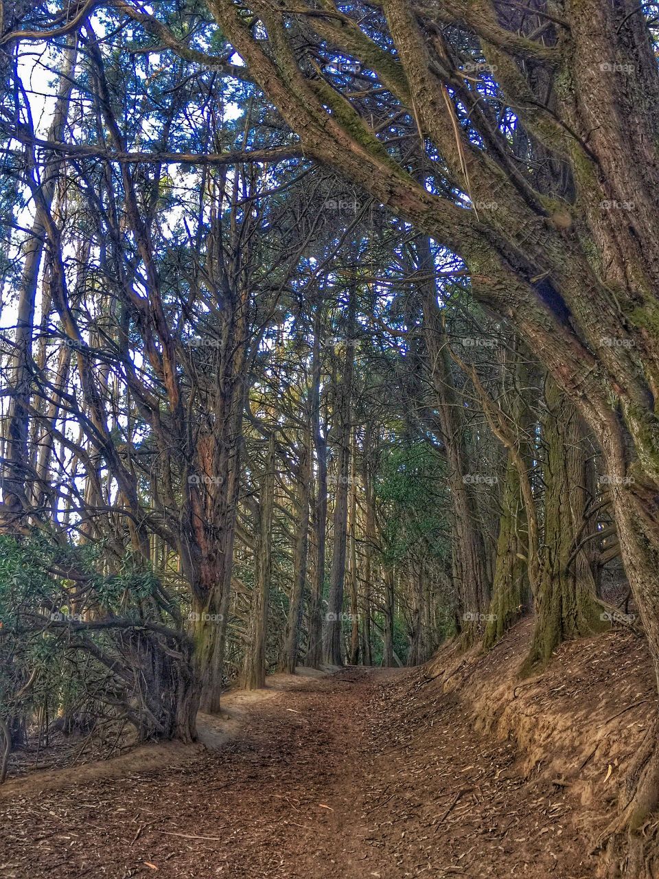 Serenity Trail . Hiking in the Redwood Regional Park, Oakland, Ca.