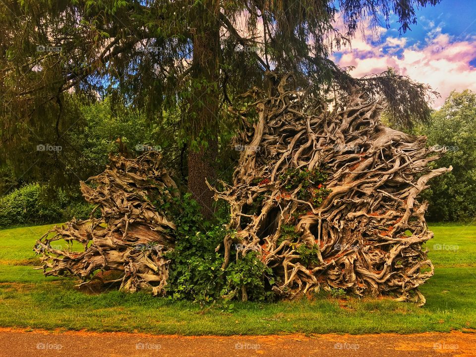 Ancient Tree Roots