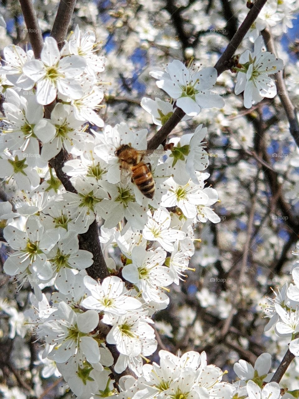 Bee and cherry blossoms