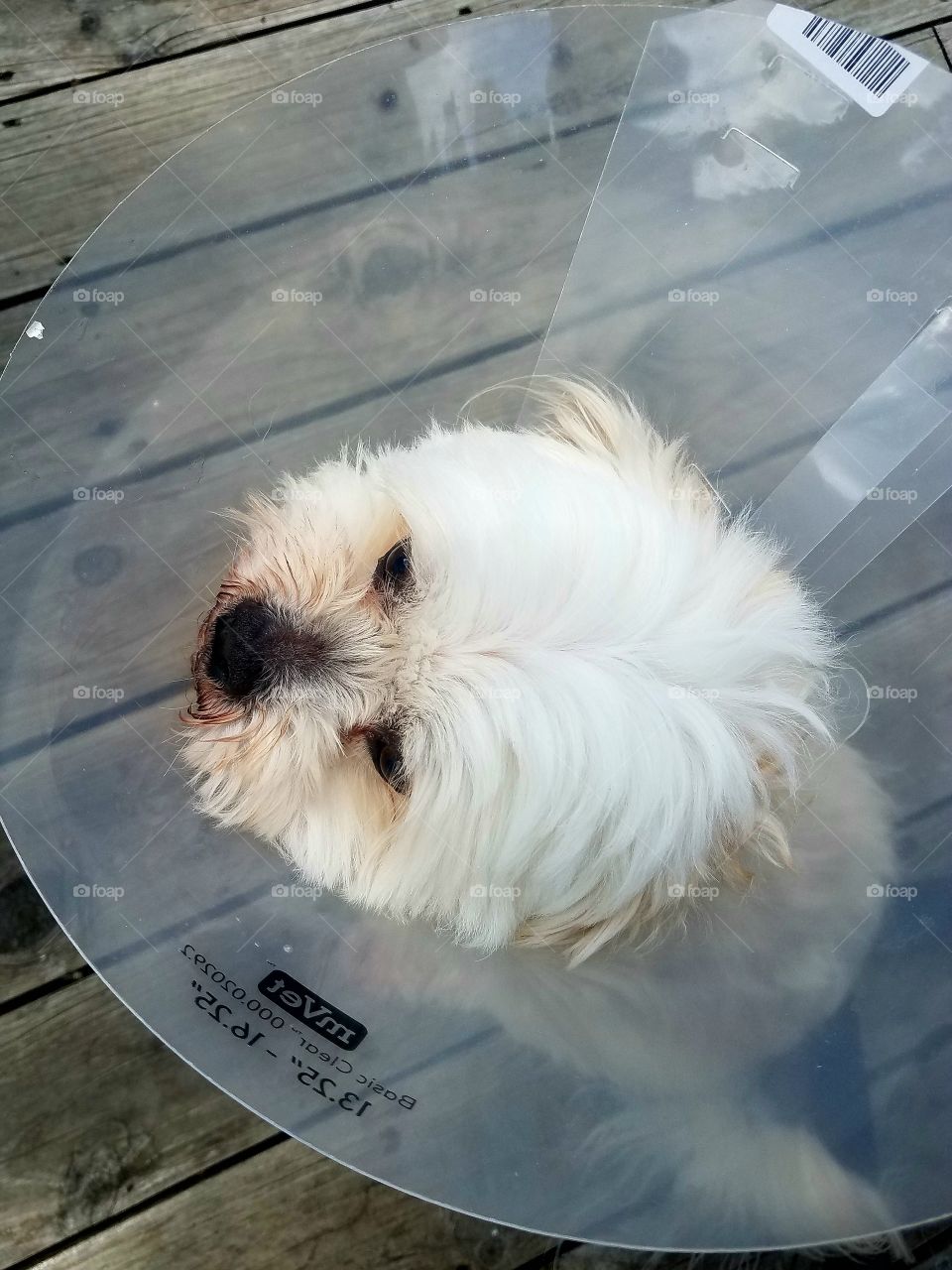 Not so happy dog, after vet visit.