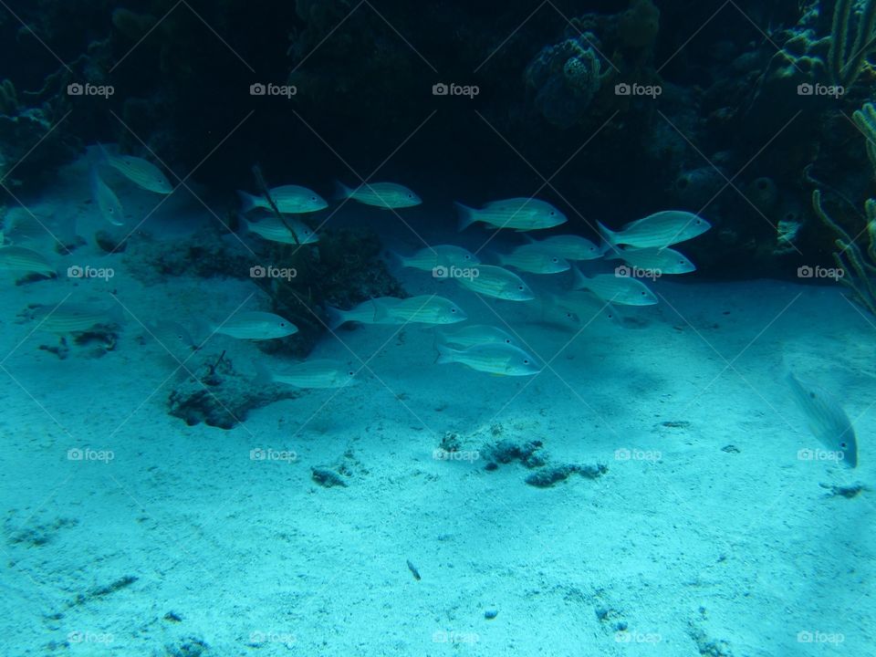 School of fish