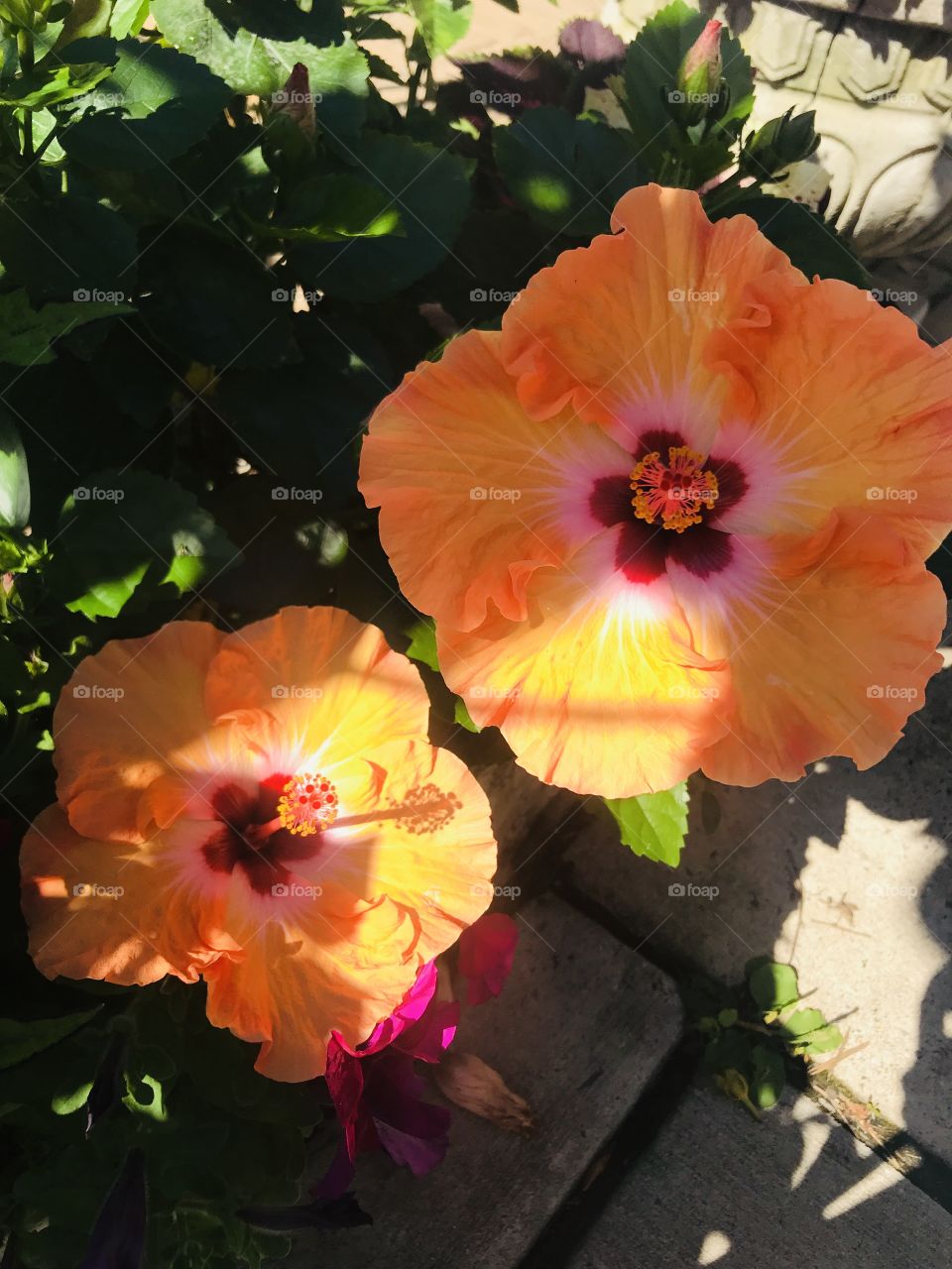 Flowers in the shade 