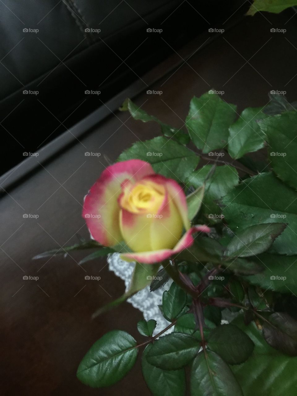 Red yellow rose
Table cover