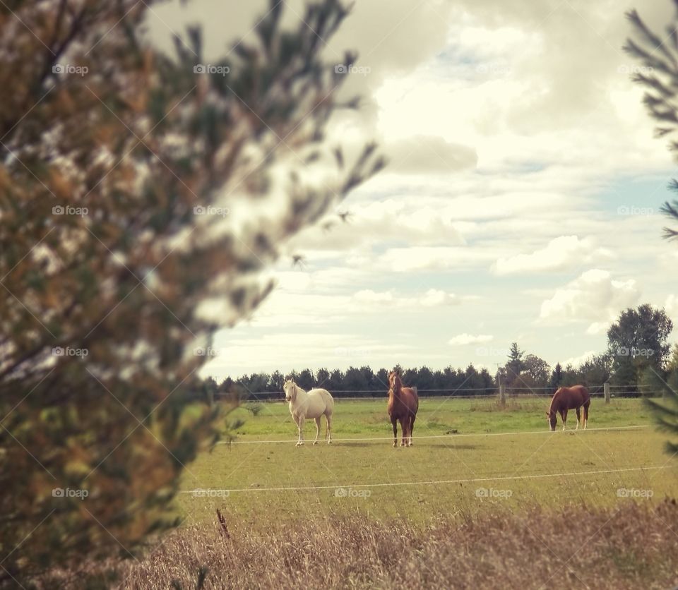 beautiful horses in the country