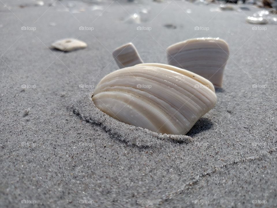 Shell pieces close up.