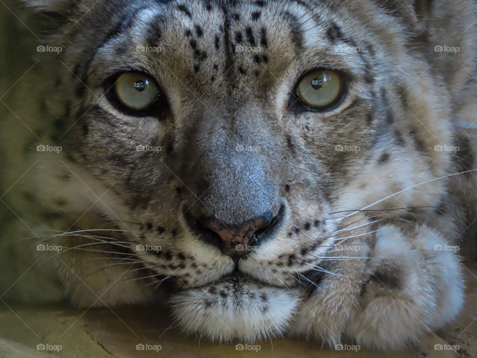 Closeup of snow leopard.