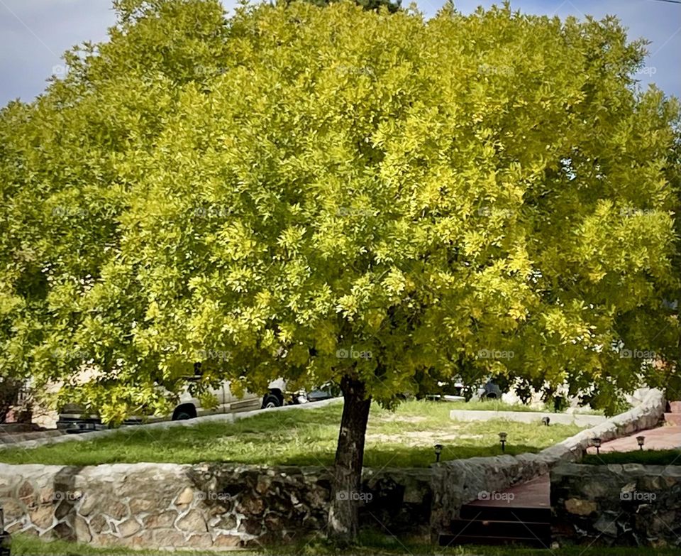 Late October Ash Tree 