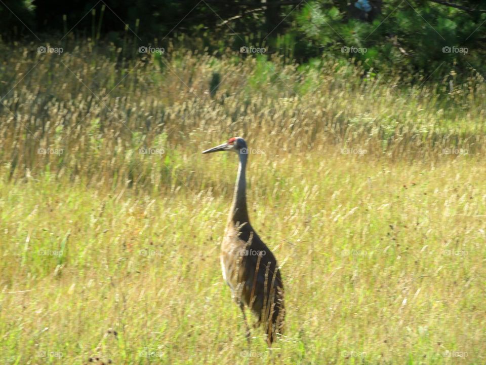 Sandhill Crane in Marsh