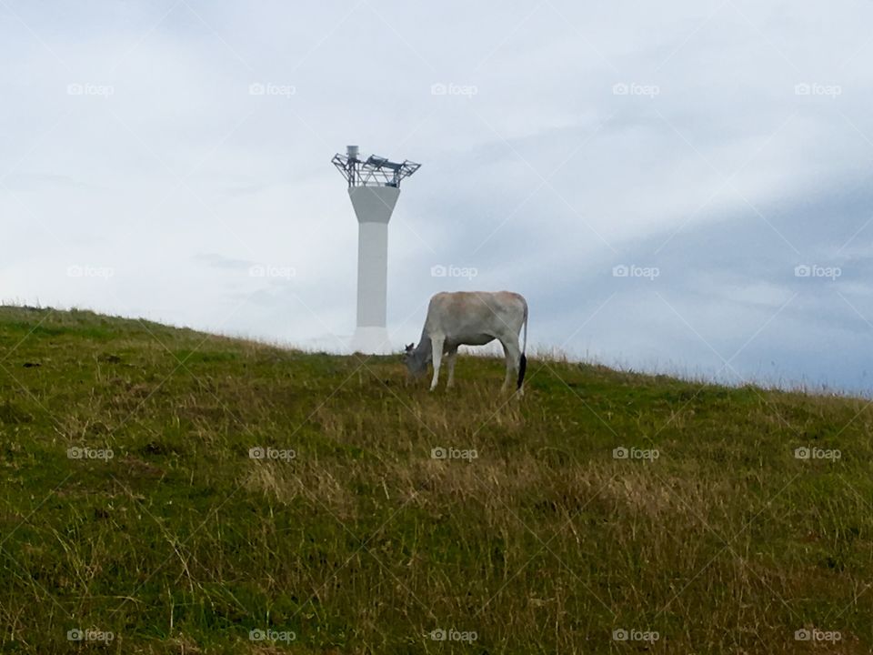 A small light house on the top of a mountain with a cow and bird on the cow's head 